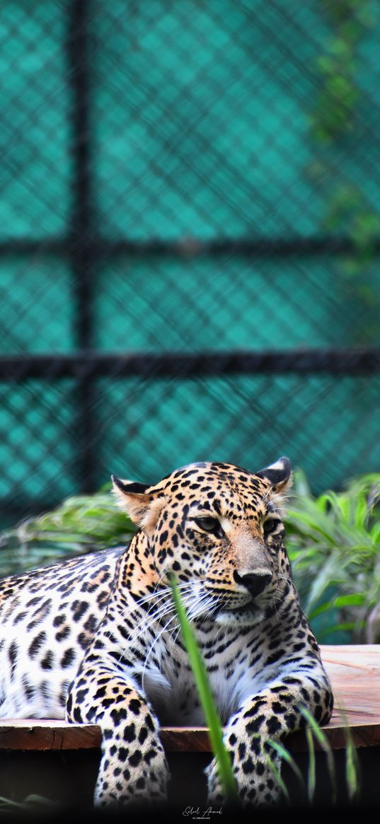 leopard, animal, grass, turquoise