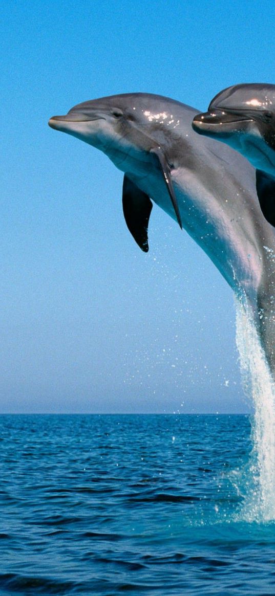 dolphins, jump, water, sea, spray, synchronously