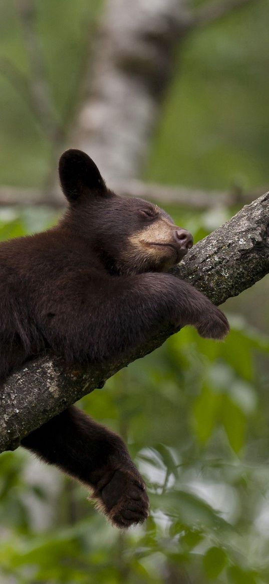 bear, branch, sit, sleep, tree