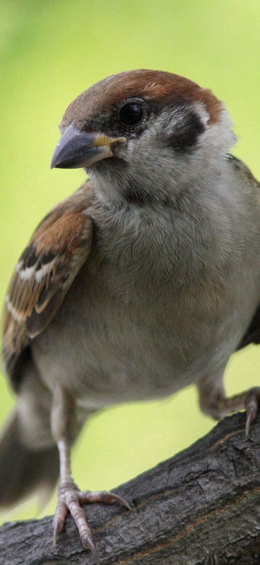 parrow, bird, branch, curiosity