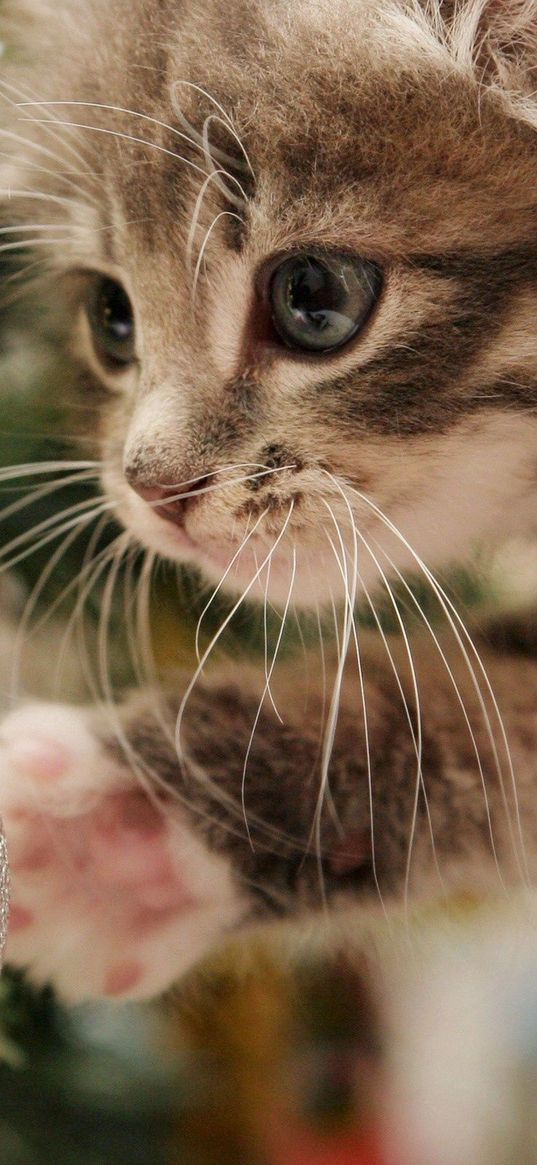 kitten, christmas ball, play, face, furry