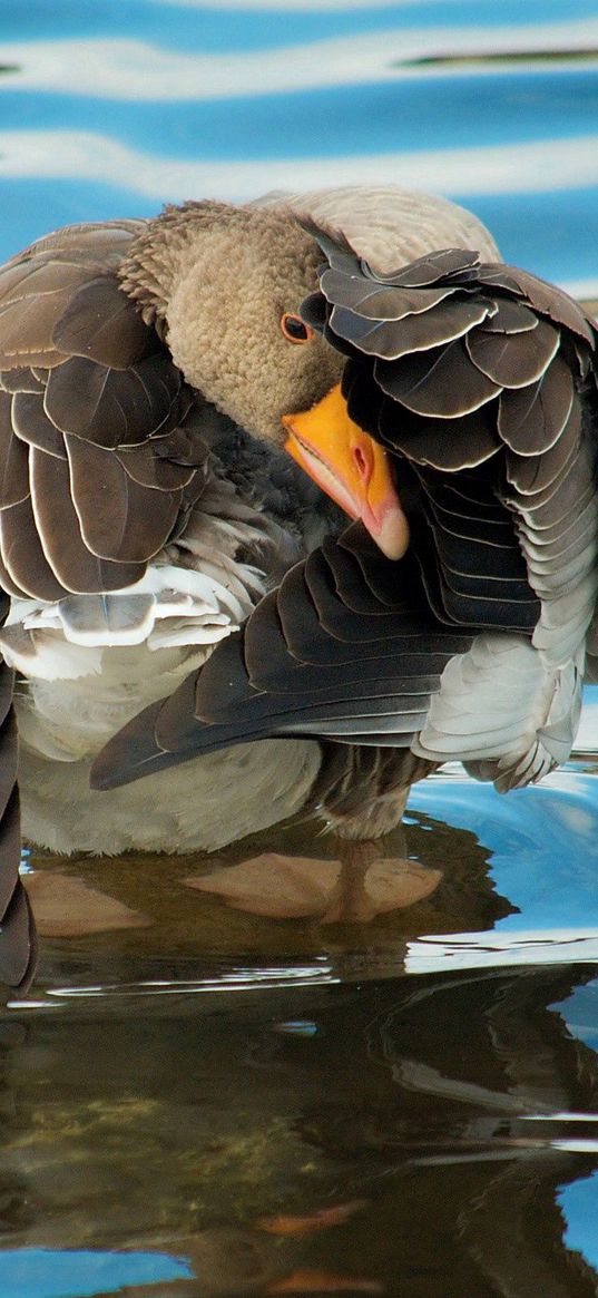 duck, river, water, wheels, cleaning