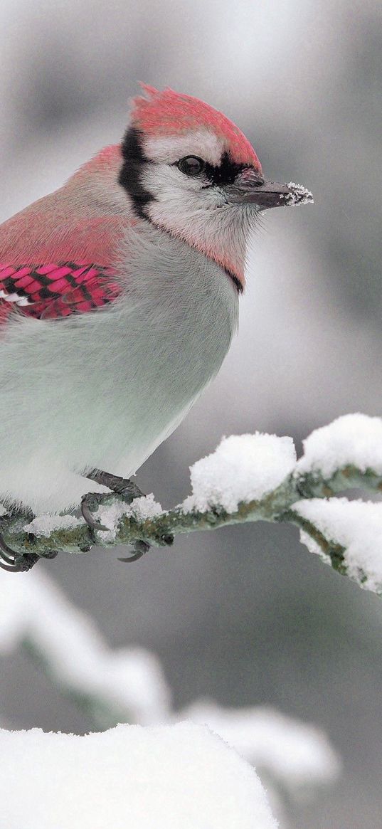 bird, color, crest, branch, winter