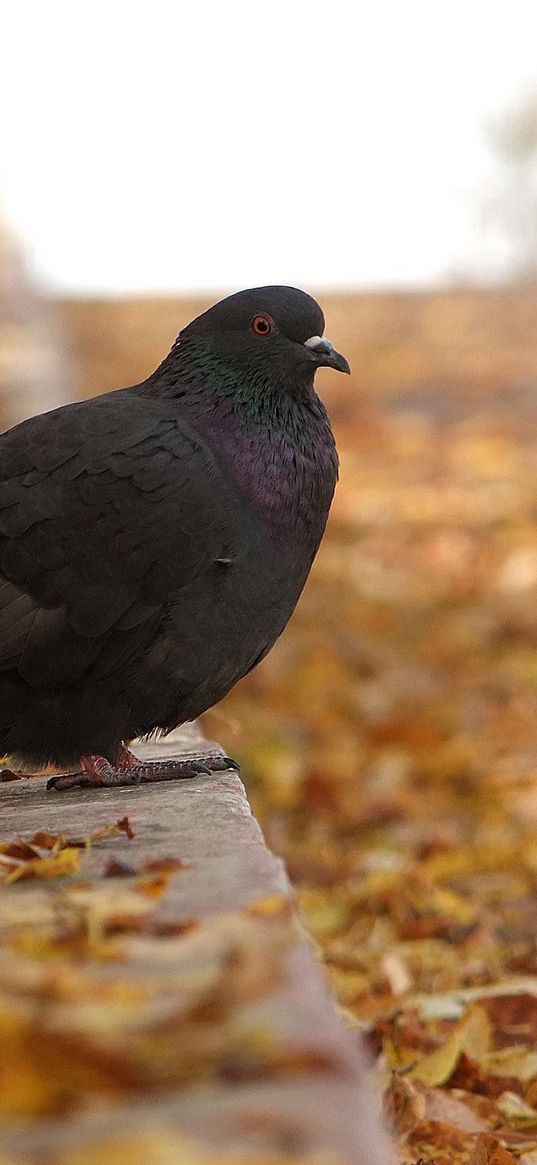 pigeon, bird, fall, foliage, footpath