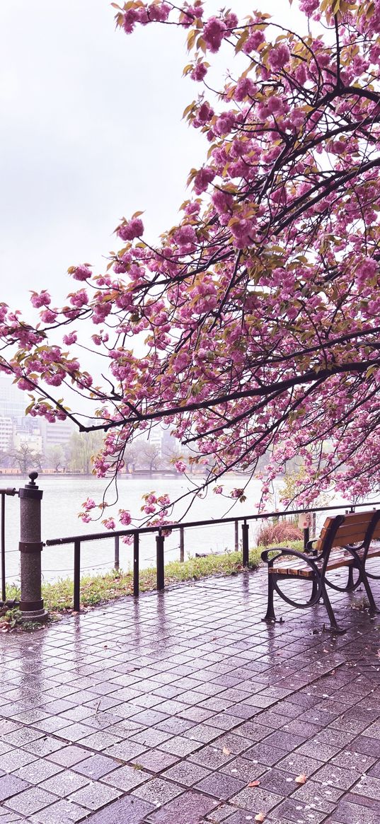 sakura, river, bench, view