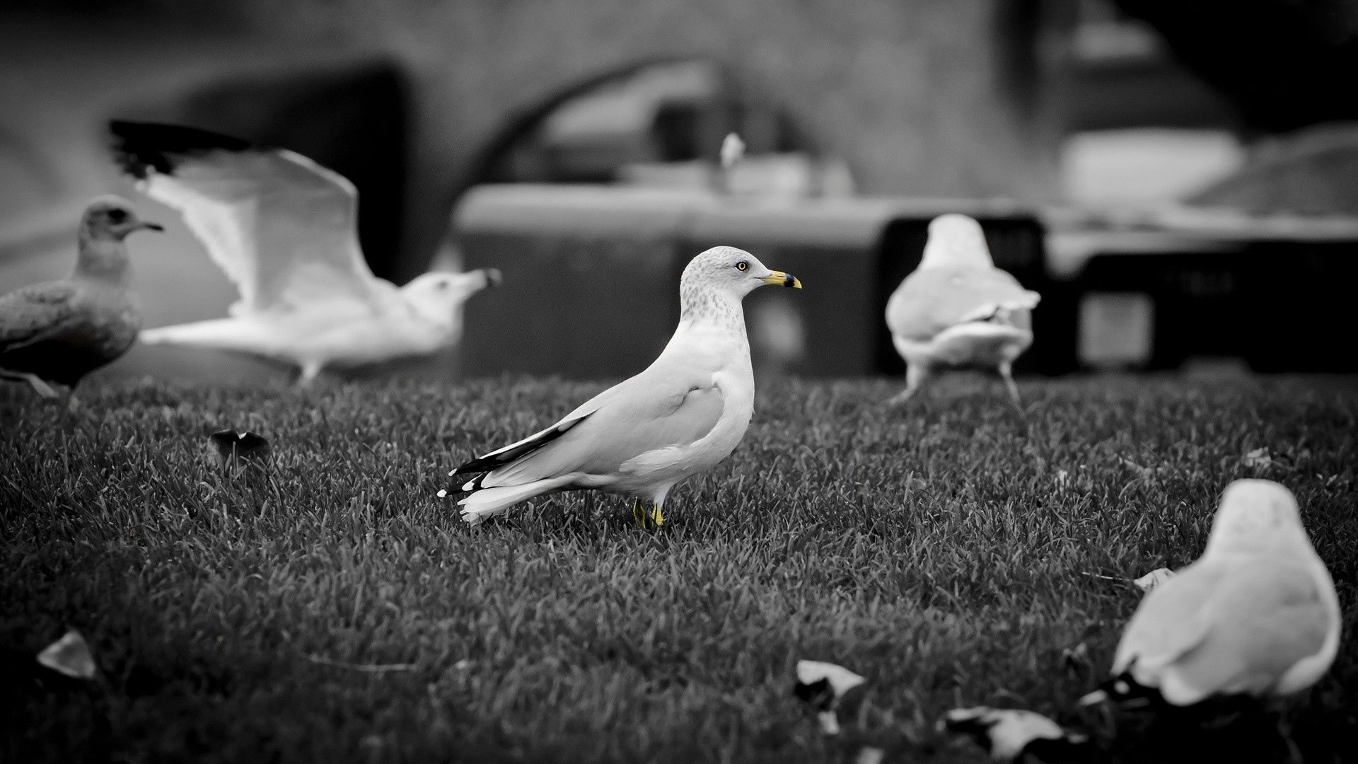 seagull, bird, walk, pack, black white