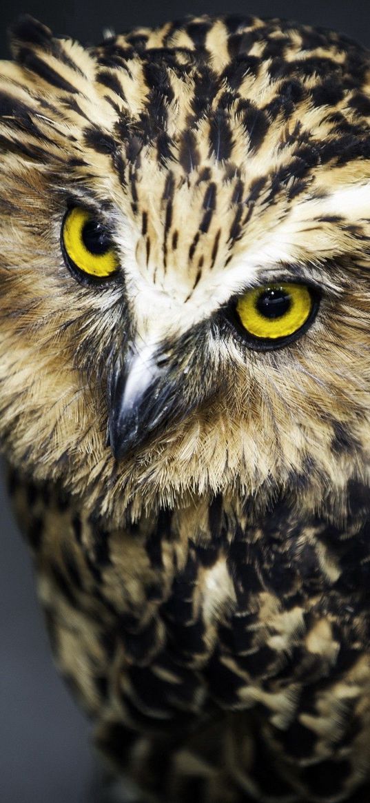 owl, face, feathers, eyes, predator, bird