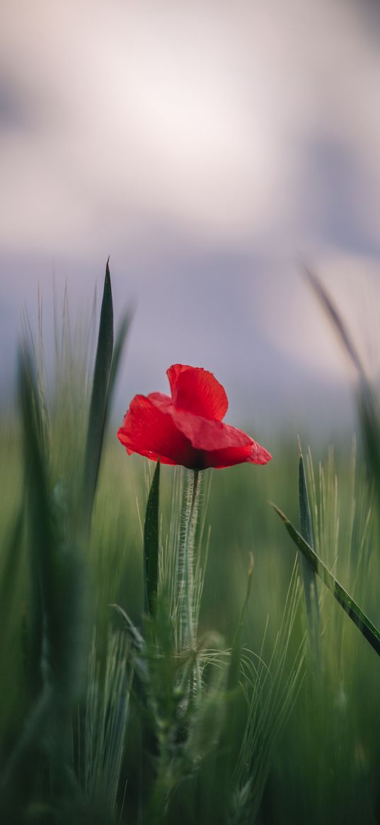 poppy, flower, leaves, blur