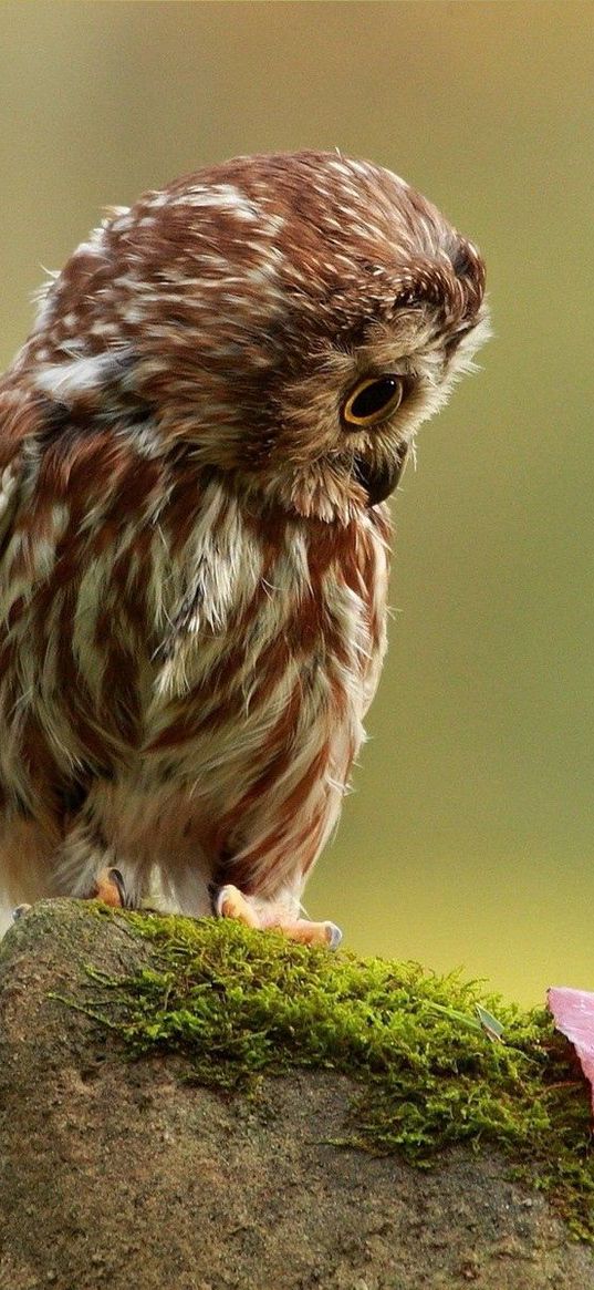 owl, little, species, leaf, autumn, stone, moss