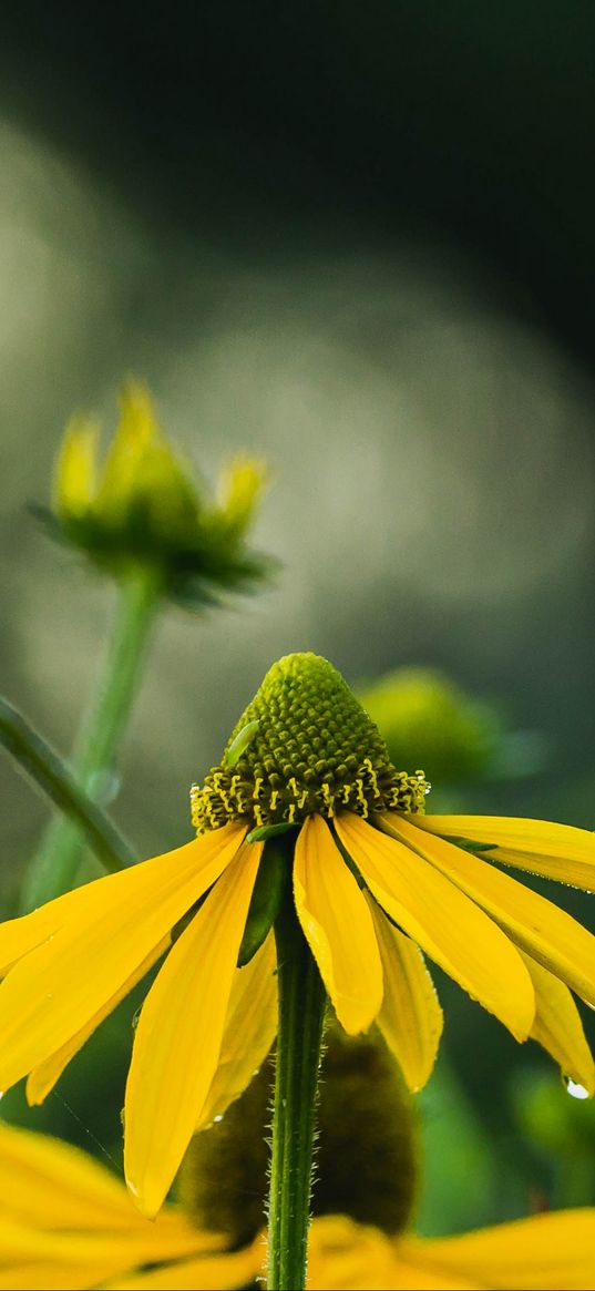 echinacea, flower, petals, macro, blur