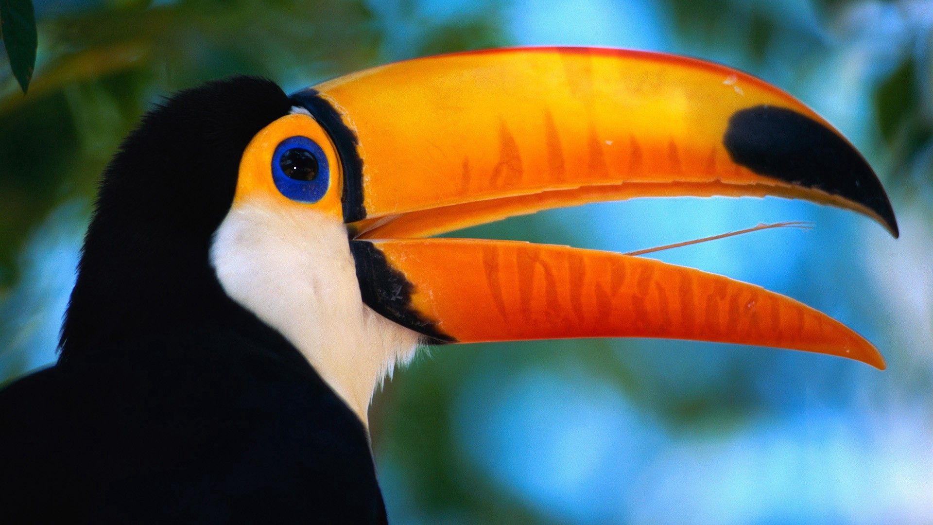 toucan, beak, bird, exotic