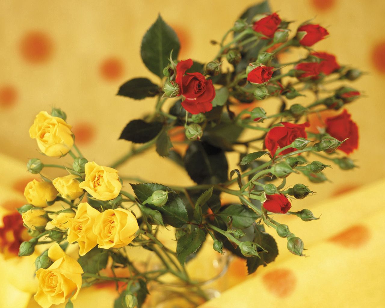 roses, flowers, shrub, red, yellow, blurring