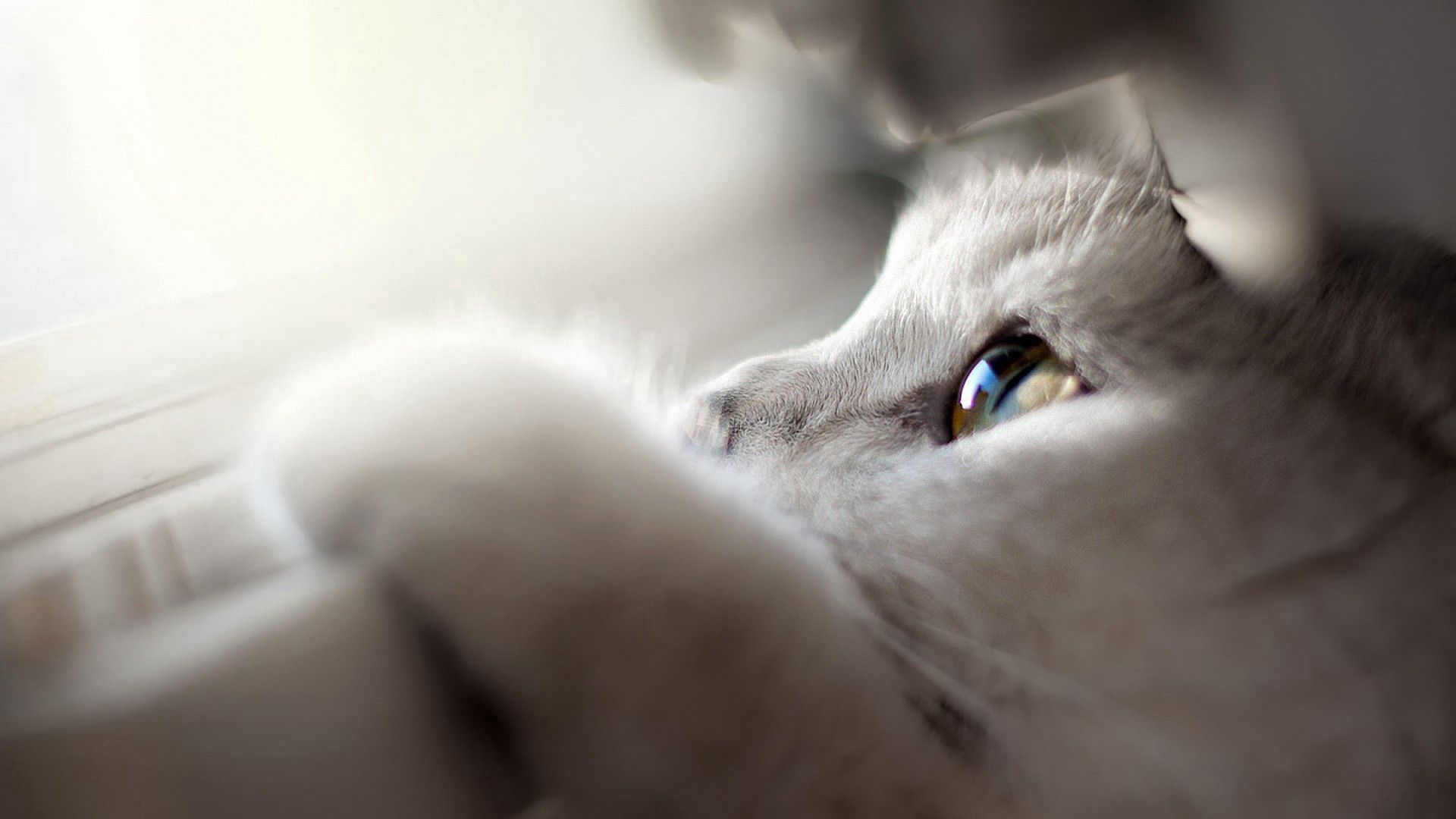 cat, face, eyes, paws, looking out