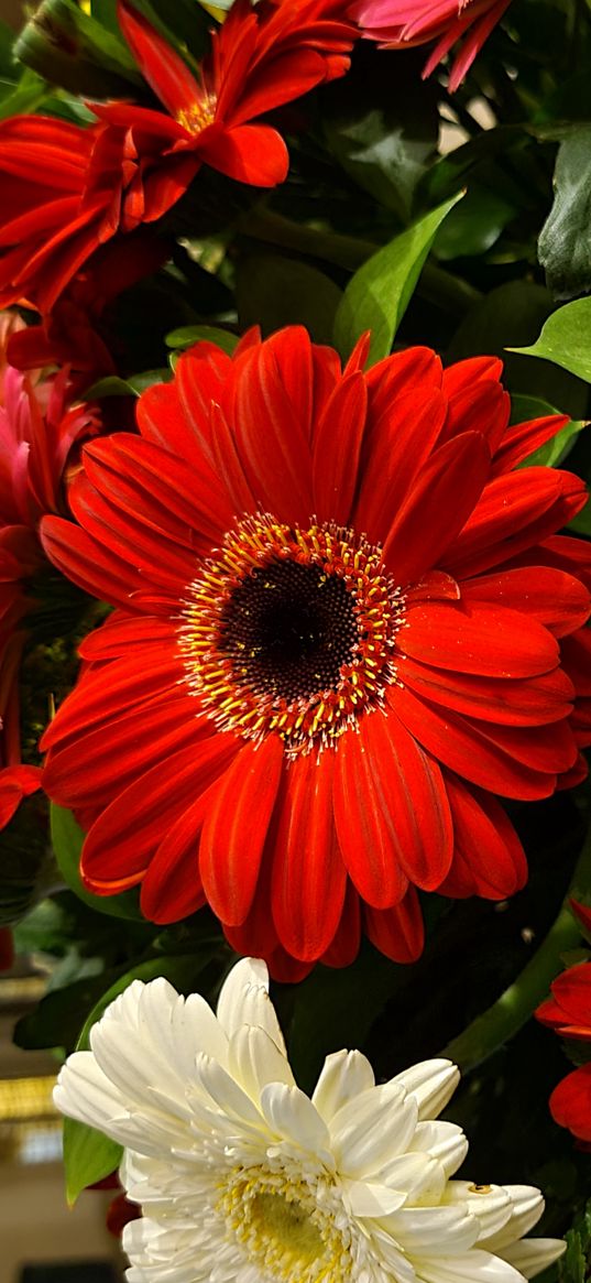 flowers, red, decoration