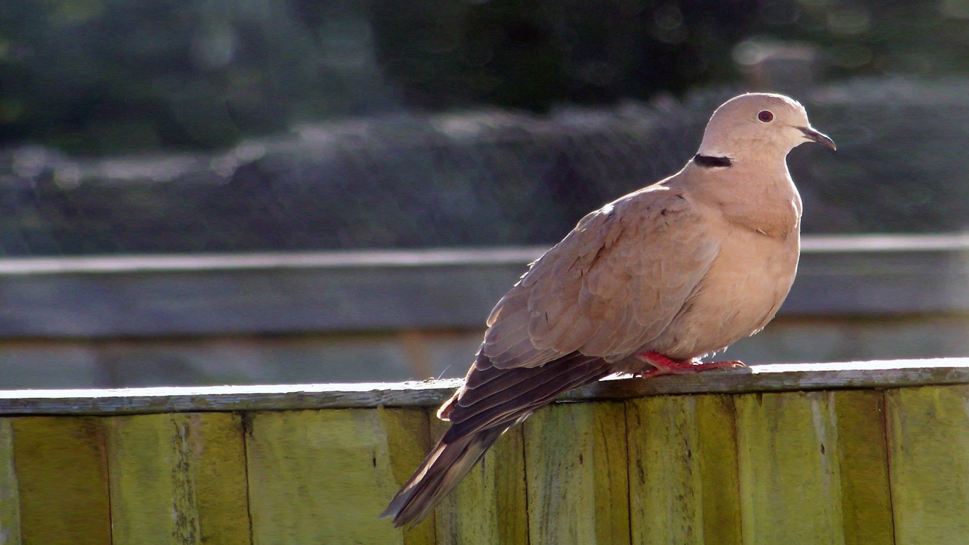 bird, light, sit, boards