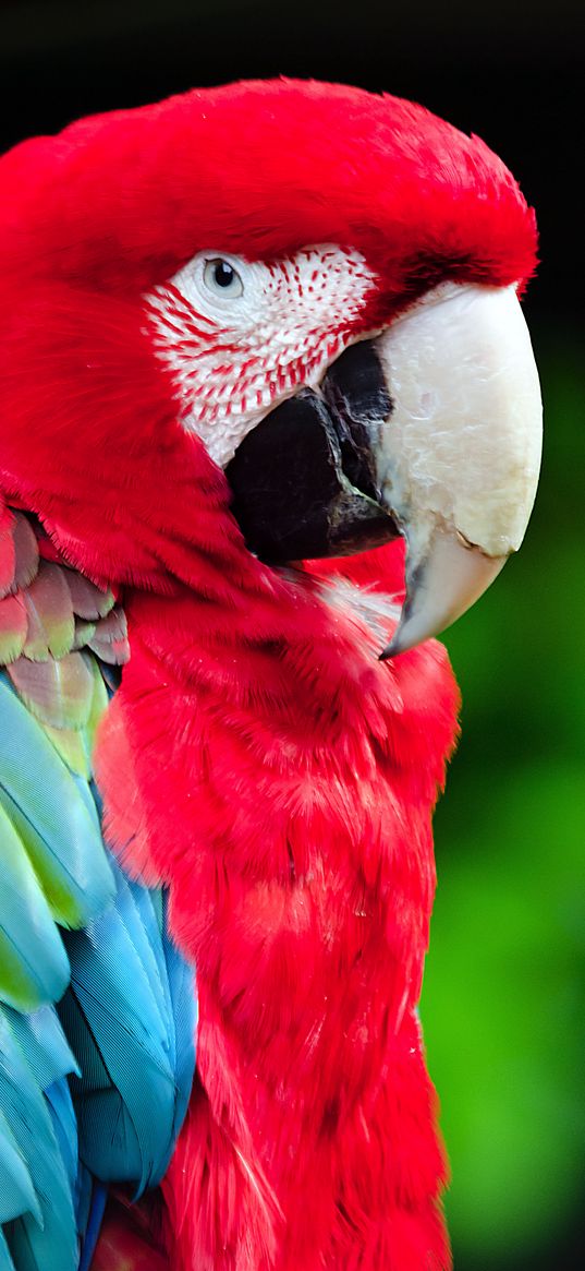 macaw, parrot, beak, bird, bright