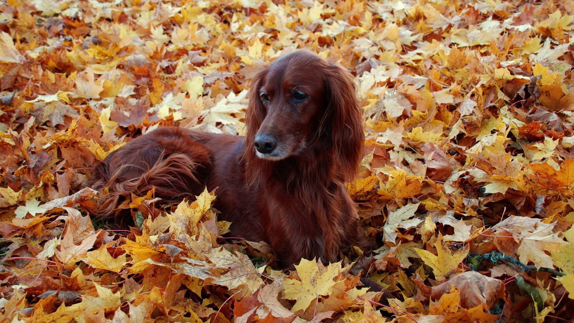 dogs, fluffy, leaves, autumn, foliage