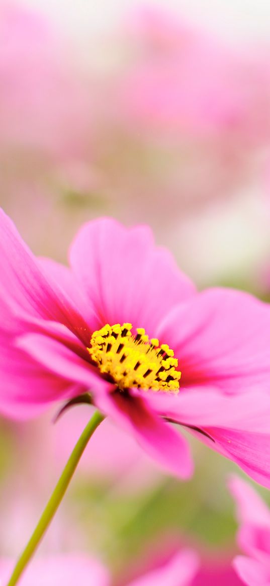 kosmeya, petals, flower, macro, pink