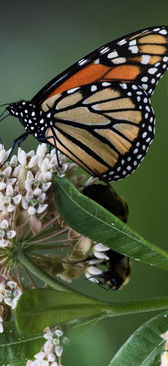 monarch, butterfly, flowers, leaves, macro