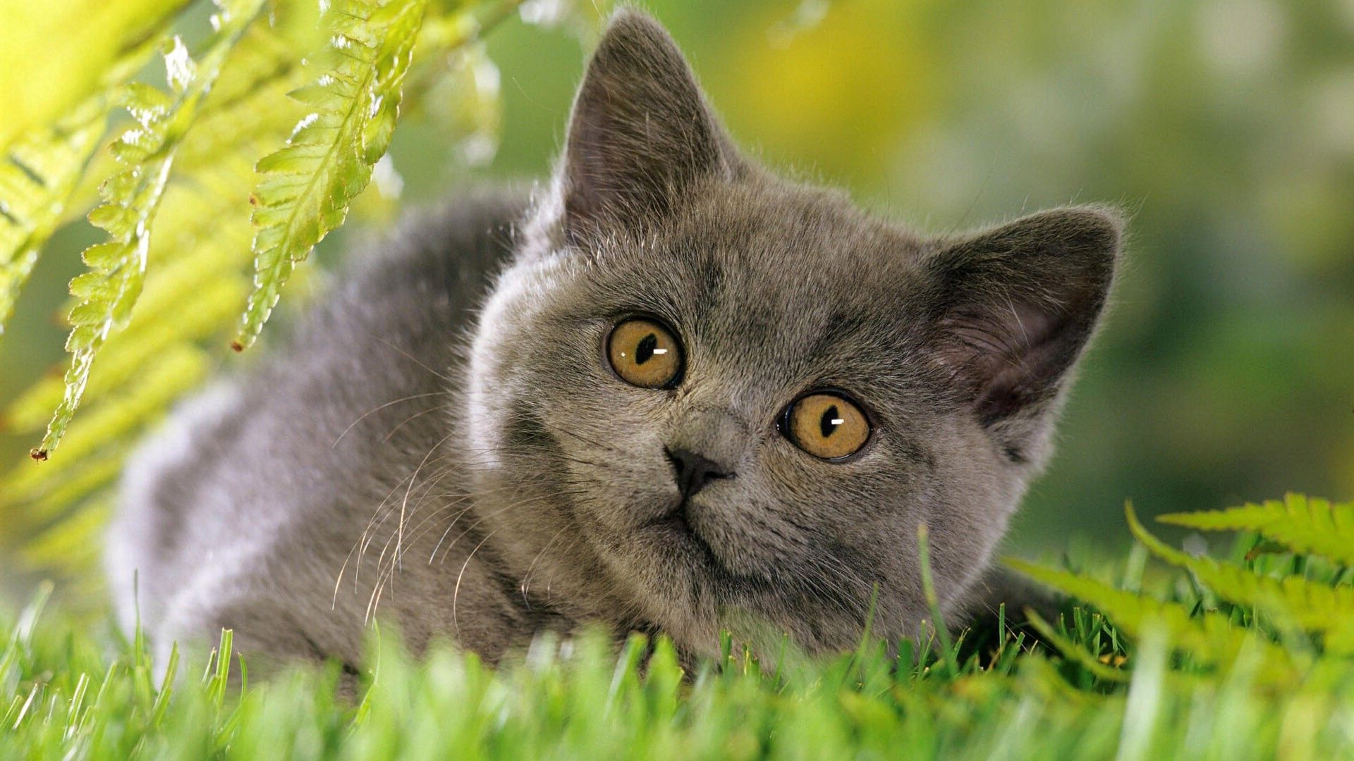 kitten, grass, face, furry, curious