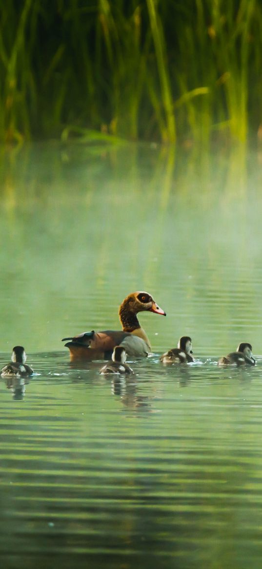 mallard, duck, ducklings, river