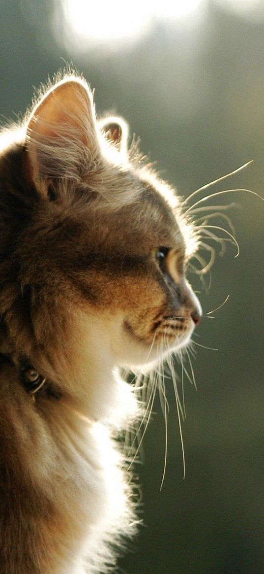 cat, face, light, profile, fluffy