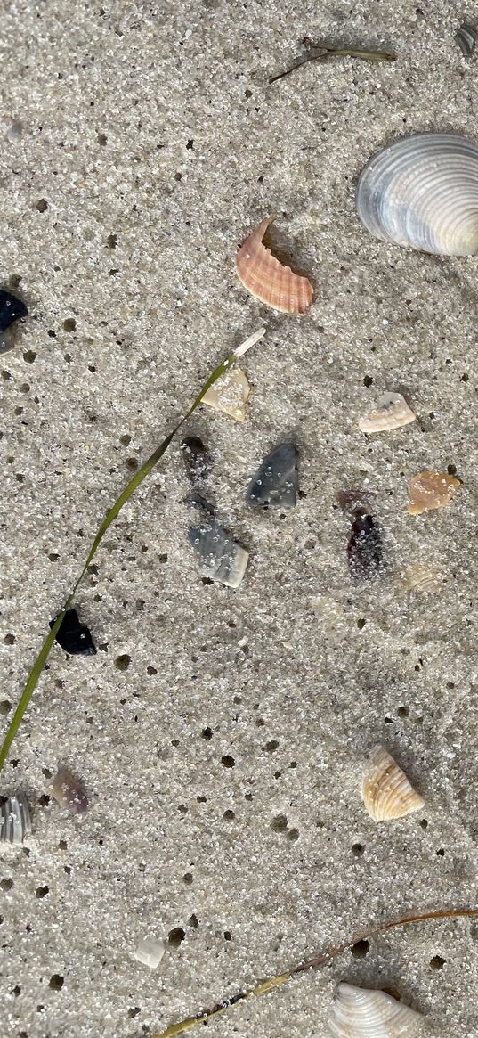 beach, sand, seaweed, seashells