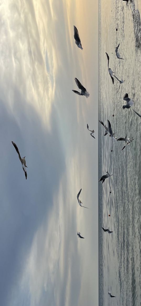 sea, beach, sand, footprints, seagulls, birds