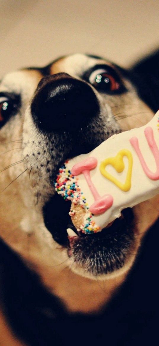 dog, muzzle, biscuits, sweets, treats