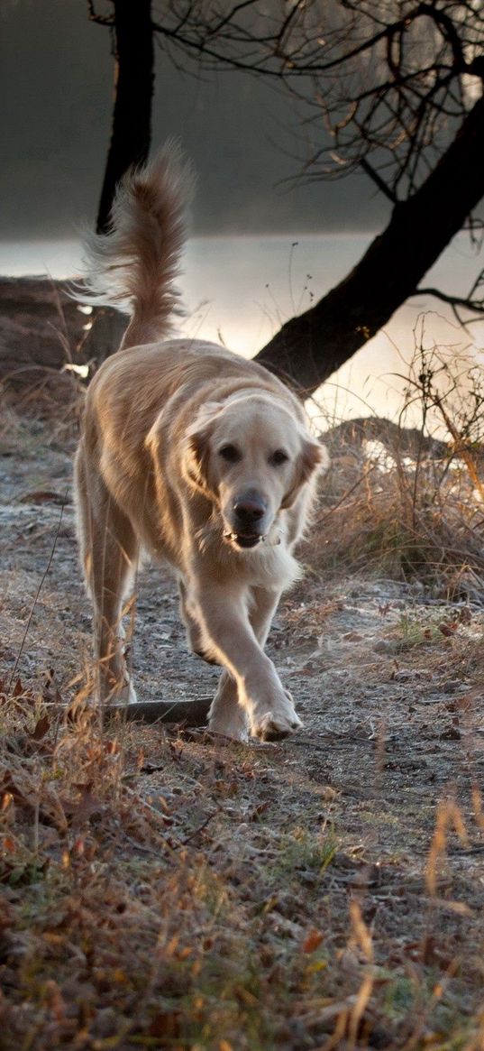 dog, nature, walk, run