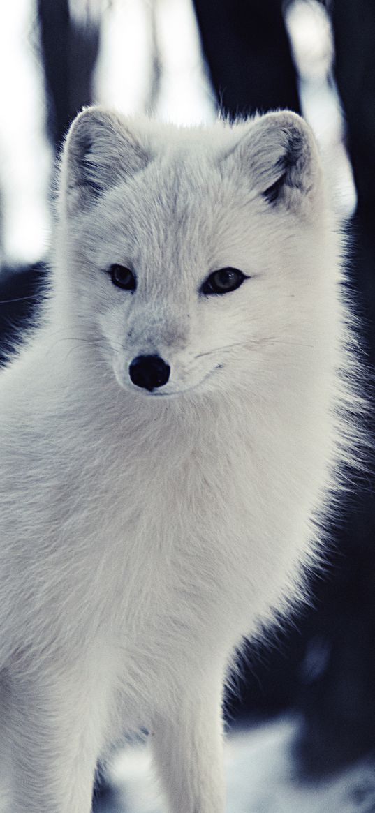 arctic fox, wildlife, animal