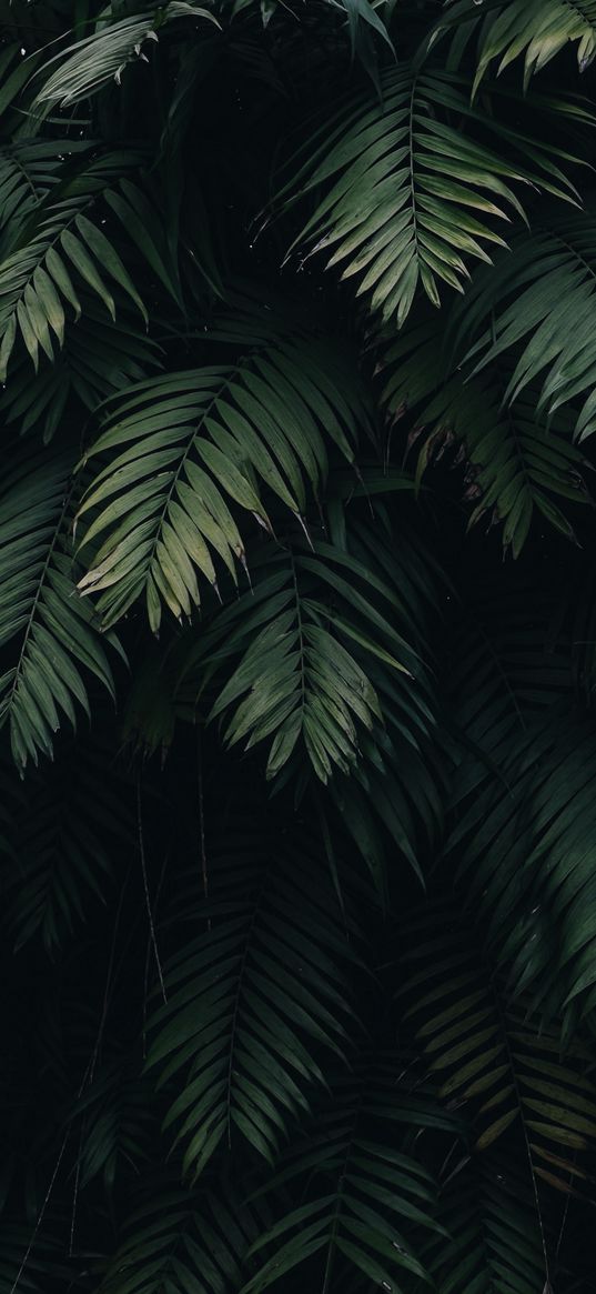 fern, branches, leaves, dark, nature