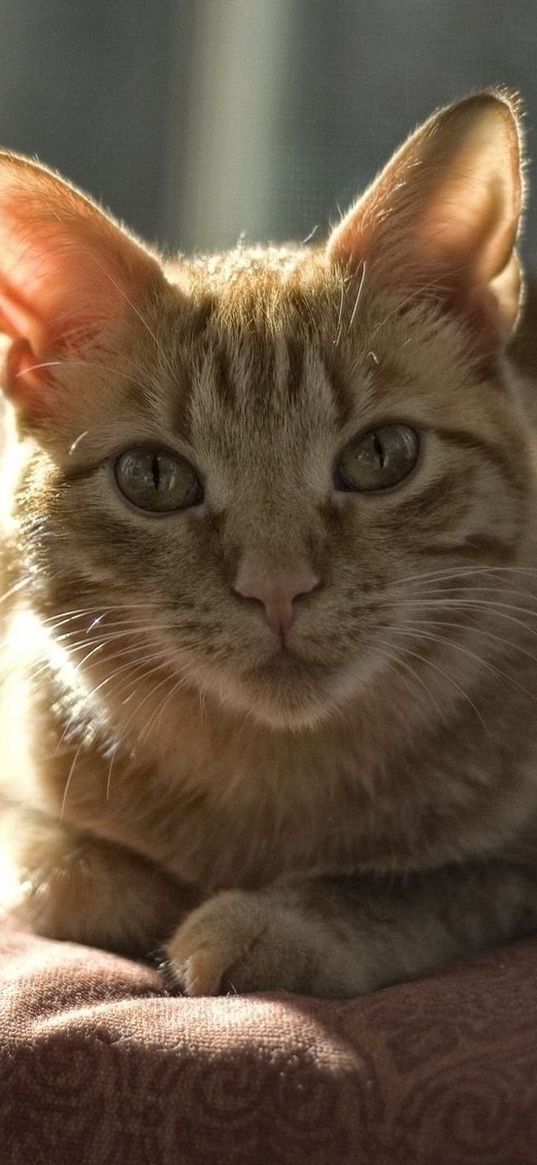 cat, shadow, face, feet, lying