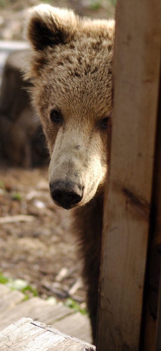 bear, muzzle, looking out, door, wood, curiosity