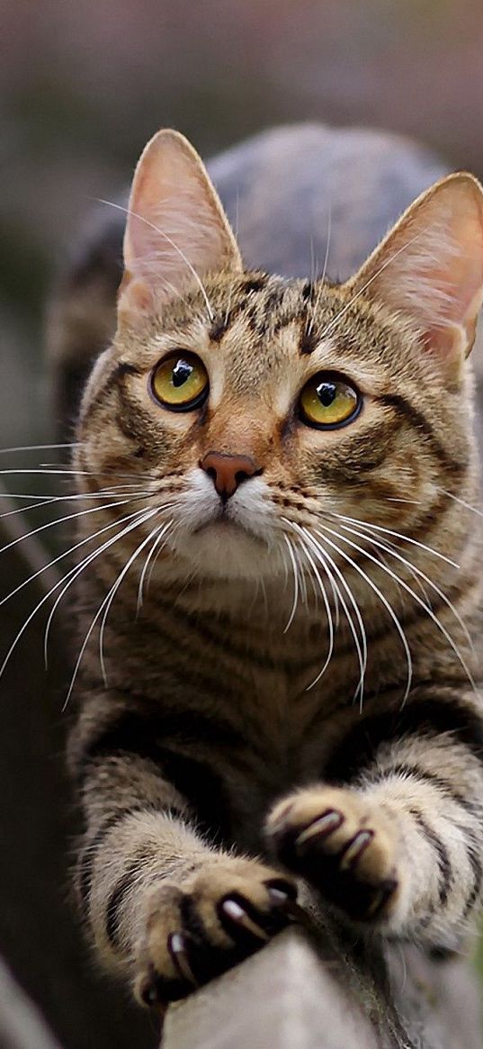 cat, stretch, look, striped