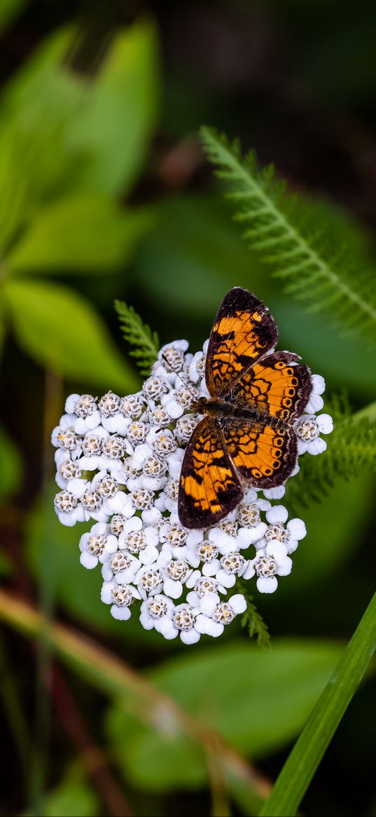 butterfly, flowers, inflorescence, macro