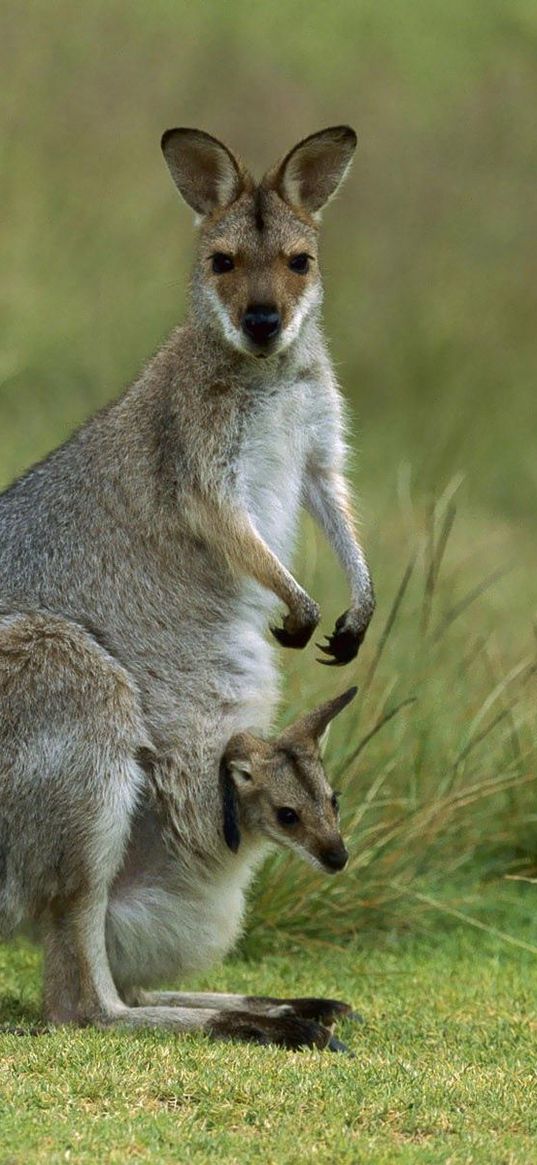 kangaroo, calf, field, grass