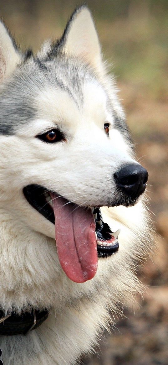 dog, muzzle, tongue, tired