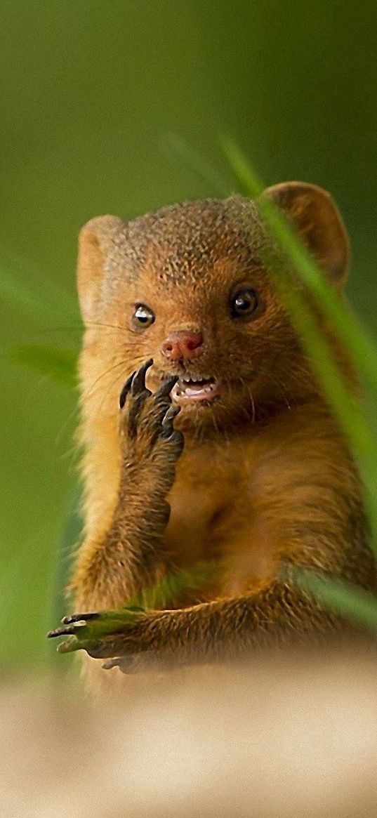 african mongoose, muzzle, small animal, unusual, grass