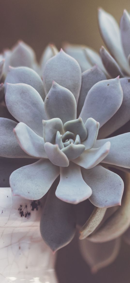 succulent, leaves, blur, macro