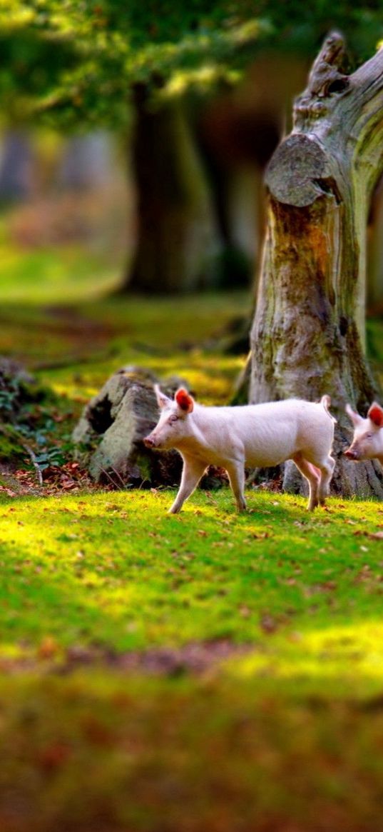 pigs, field, grass, trees, walk