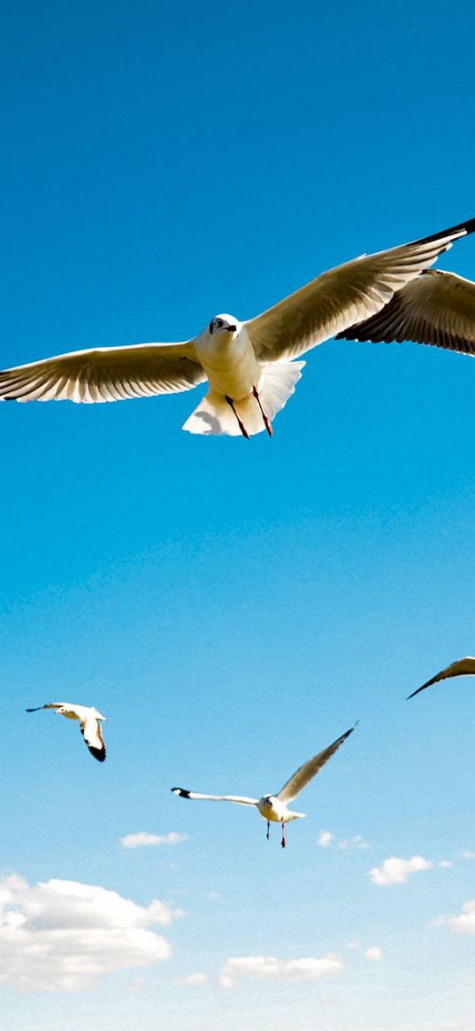 albatross, wings, sky, flying, birds, scale, sea gulls