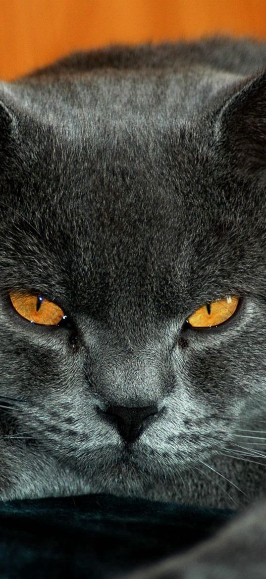 british, yellow eyes, cat, gray color