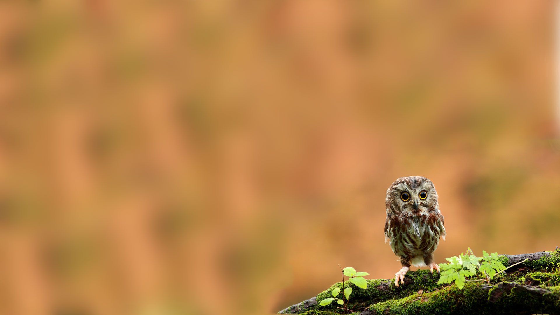 twig, moss, chick, bird, owl, owlet