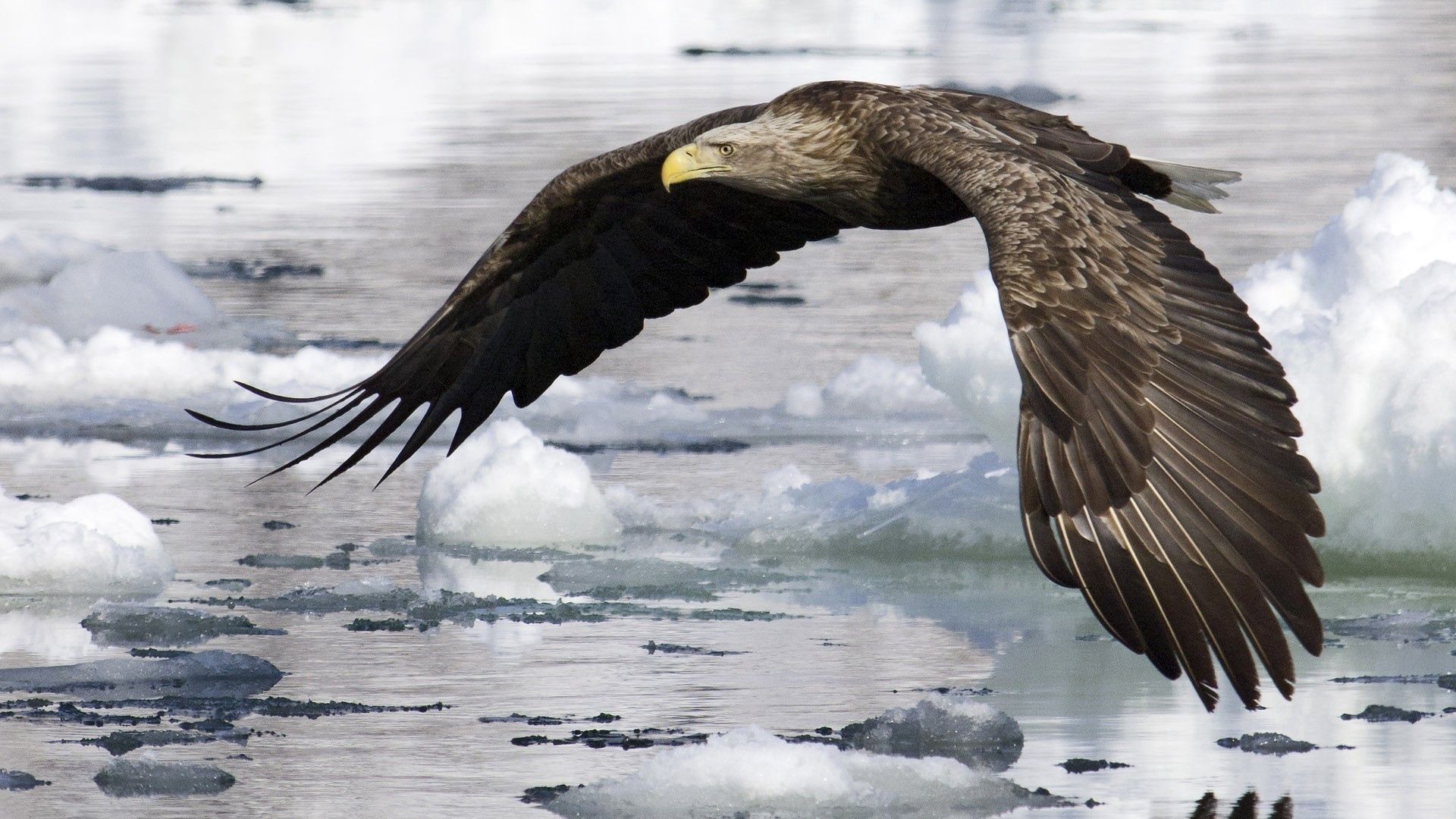 water, wings, ice, eagle, flight, bird