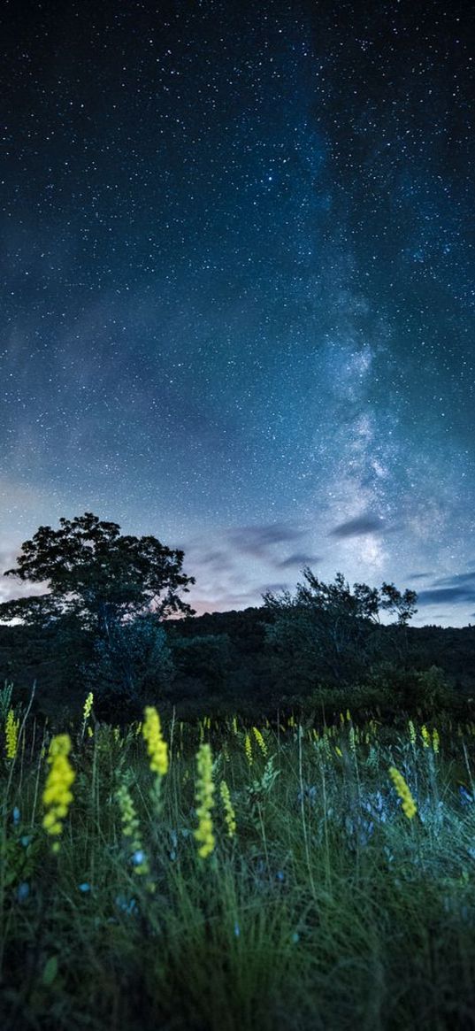 grasses, flowers, trees, starry sky