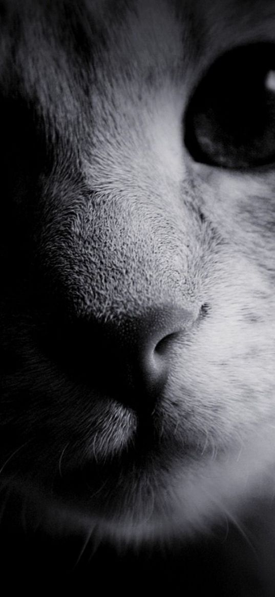 eyes, cat, muzzle, nose, black white, wool