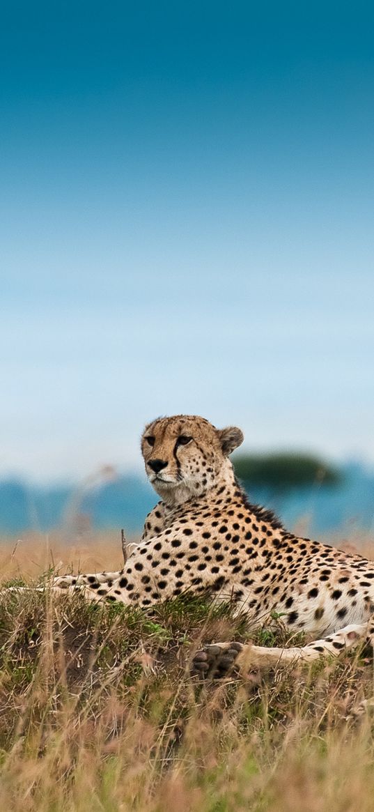 cheetah, leisure, leopard, grass, big cat