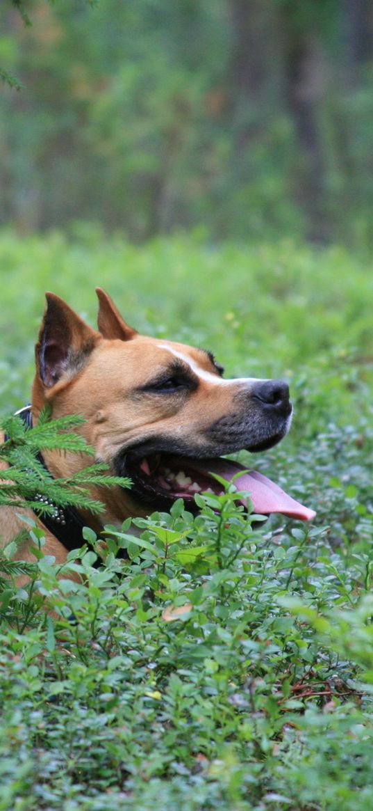 dog, staffordshire terrier, forest, spruce