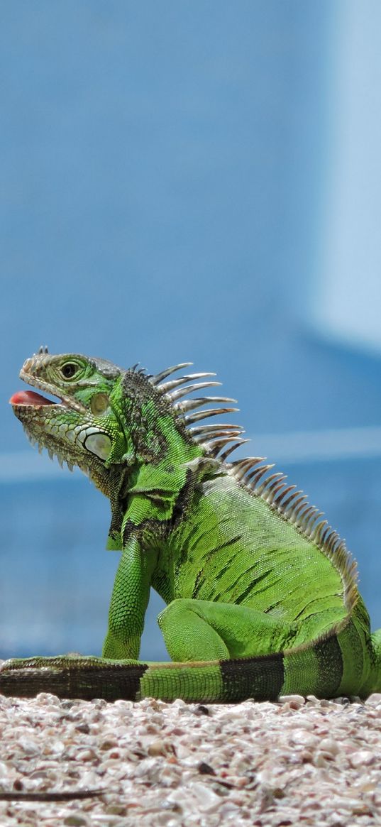 iguana, pet, green, sun